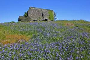 Aros Castle in spring. Courtesy of Roger Johns